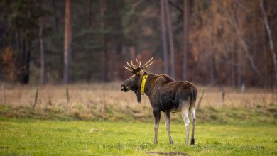 Photo de Orignal en Allemagne – Bulle Bert à la recherche de vaches orignaux