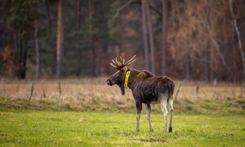 orignal-en-allemagne-–-bulle-bert-a-la-recherche-de-vaches-orignaux