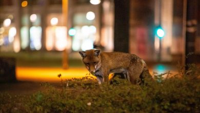 Photo de Le renard – Ce qui rend le prédateur timide si fascinant