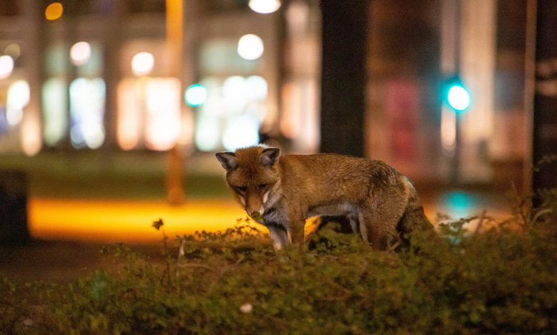 le-renard-–-ce-qui-rend-le-predateur-timide-si-fascinant