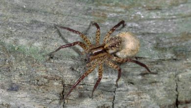 Photo de Araignée de l'année: le loup à tambour – Tambours sauvages à l'arrière