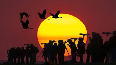 Photo de Migration des oiseaux à Gibraltar – freaks fixant les plumes