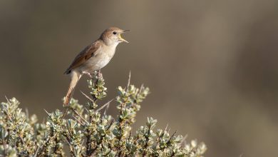 Photo de Silke Kipper sur un oiseau chanteur spécial – « Le rossignol ne fait pas de free jazz »