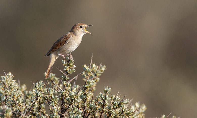 silke-kipper-sur-un-oiseau-chanteur-special-–-« le-rossignol-ne-fait-pas-de-free-jazz »