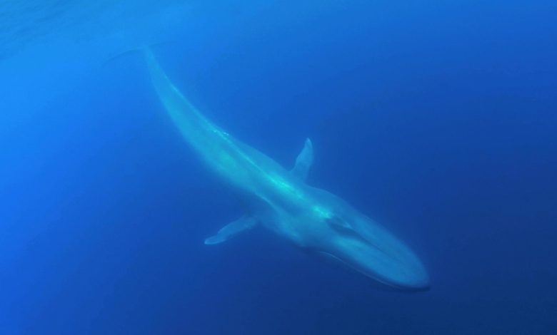 la-litterature-rencontre-la-science-–-les-baleines-bleues-comme-leurre-et-menace