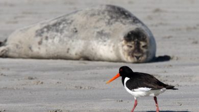 Photo de Changement climatique et pandémies – Le danger des zoonoses augmente